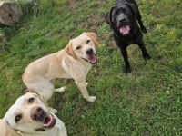 Labrador Deckrüde gesucht  - Wurfplanung 2026/2027