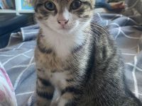 Wunderschöne BKH Mix Kitten, noch 2 Katerle frei