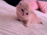 Zwei Katzen sucht neue Familie