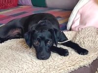 Sten, männlicher Pinscher-Mix (zur Pflege in 31688 Nienstädt)