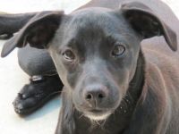 Sten+Lantus, Männliche Pinscher-Mixe