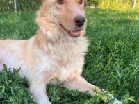 Oana (reserviert)- Zartes Hundeherz sucht liebevolles Zuhause🐶🏡
