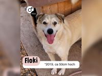 FLOKI - zeigst du mir die Welt?