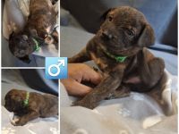 Appenzeller Labrador mix