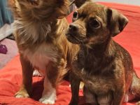 Chihuahua Pomeranianen mix