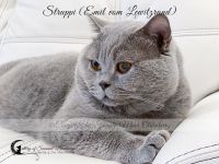 Cattery of Seasand-Blueberrys