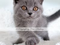 2 reinrassige BKH Kitten, exzellenter Stammbaum, Gesundheitszeugnis, suchen neues Kuschelplätzchen