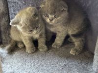 Britisch Kurzhaar Kitte