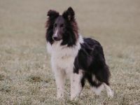 Zoel-Sam of Melena‘s Dream