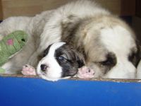 Mastin de los Pirineos Welpen