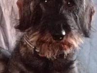 Rauhaardackel Welpen