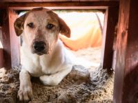 Welpenmädchen Bella