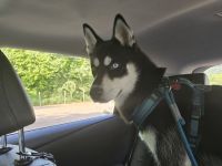 Husky Rüde 6 Monate alt