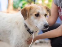 Semmerl wartet auf seine Chance