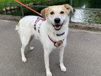 Entspannter Familienhund Semmerl wartet auf seine Chance!
