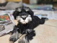 Zwergschnauzer schwarz-silber