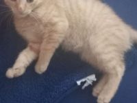 1 kleiner Kater  sucht noch ein Zuhause