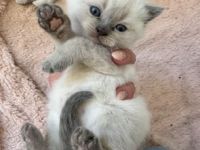 BKH Kitten in blue point und lilac point mit blauen Augen
