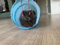 Katzen suchen ein neues zuhause