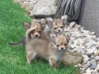 Chihuahua - Welpen Langhaar