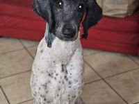 5 jähriger Königspudel und 2 jährige michlingsdame