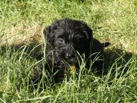 Riesenschnauzer schwarz Welpen mit FCI Ahnentafel