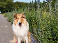 Colliedeckrüden amerikanische Linie