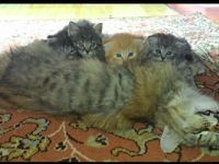 Norwegische Waldkatzen Kitten