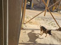 Reinrassige Deutsche Schäferhündin sucht zuhause