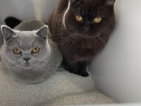 Junge BKH Brüder mit Stammbaum, kastriert