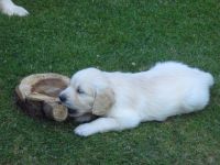 Golden Retriever Welpen