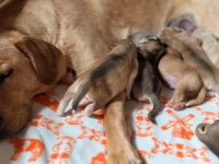 Süße Husky-Labrador Welpen