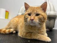 Hübscher roter Kater Stu