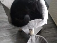 Schöne BKH-Katerchen