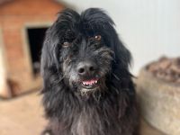 Tobi, altes Hundeherz möchte gern noch einmal ankommen dürfen