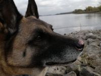 Naala, gut erzogene Schäferhund Mischlingshündin