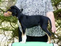 Saluki Der letzte Welpe