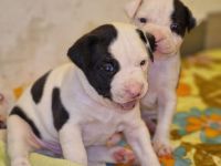 Amerikanische Bulldogge welpen