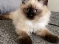 Ragdoll kitten