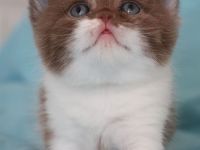 Liebevolle BKH Kitten mit All-inklusive-Paket in rot weiß und chocolate / schoko weiß