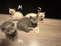 BKH/BLH Kitten suchen liebevolles Zuhause