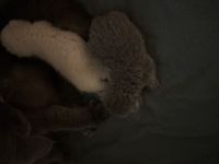 Reinrassige BKH Kitten in liebevolle Hände abzugeben