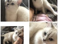 BKH weiblich sucht ein neues Zuhause