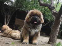 Kaukasischer owtscharka