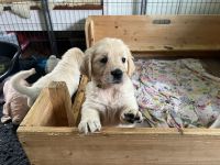 Golden Retriever Welpen