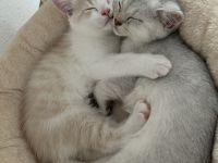 Liebevoll aufgezogene BKH-Kitten suchen neues Zuhause