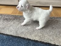 Pekinesen-Spitz mix Welpen