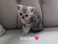 Wunderschöne BKH Kitten mit liebevollem Wesen abzugeben