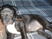 Old Englisch bulldog welpe