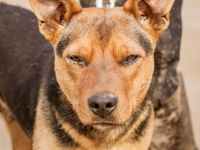 Kori, kinderliebe Hündin überwindet alle Hindernisse um Euch ihre Pfote in die Hand zu drücken